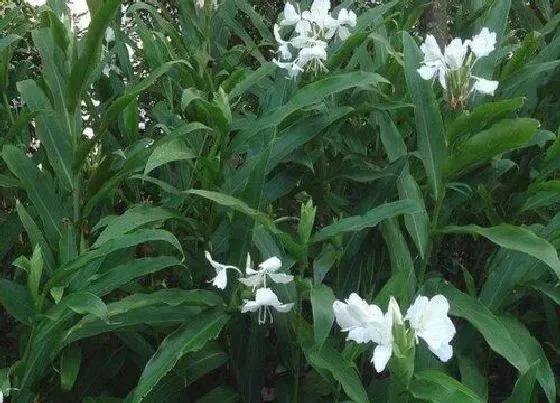 植物百科|羌是什么植物