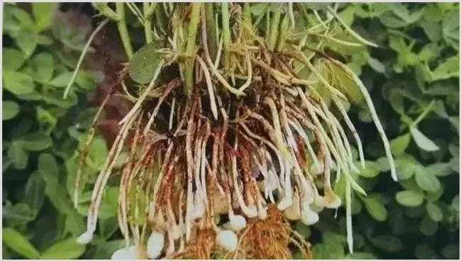 花生花针期管理技巧分析 | 耕种资料