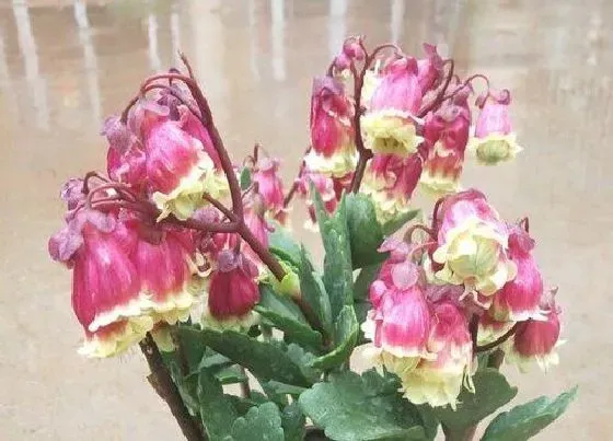 习性特点|长寿花的样子和特点描写