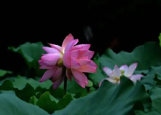 花语|双生莲的花语和寓意