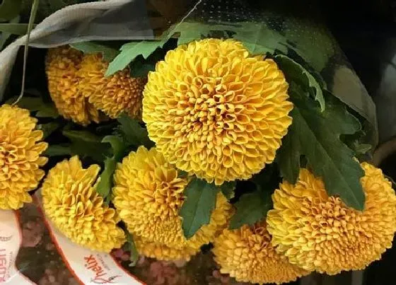 开花时间|乒乓菊是四季开花吗