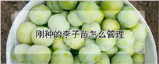 刚种的李子苗怎么管理 | 农业科普