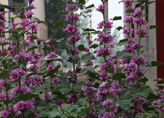 花语|锦葵的花语是什么含义 锦葵花是送给什么人的