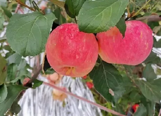 果实科普|蜜脆苹果品种介绍（苹果新品种蜜脆几月份成熟期）