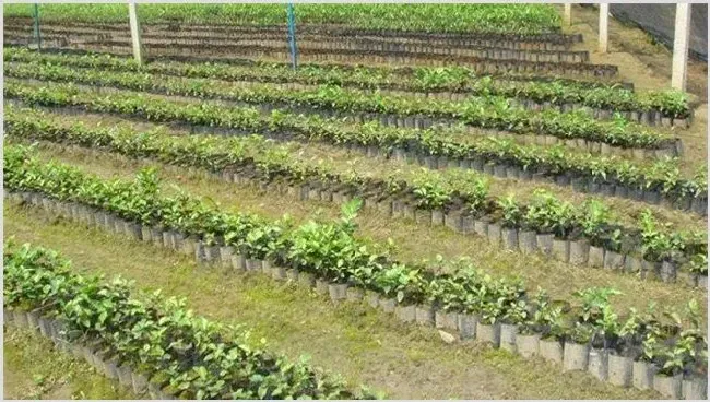 菠萝蜜如何选树苗 | 耕种资料