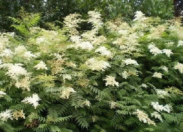 植物浇水|珍珠梅多久浇一次水