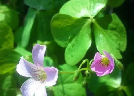 植物百科|酸浆草又叫什么名称