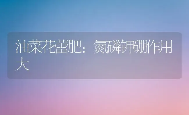 油菜花蕾肥：氮磷钾硼作用大 | 粮油作物种植