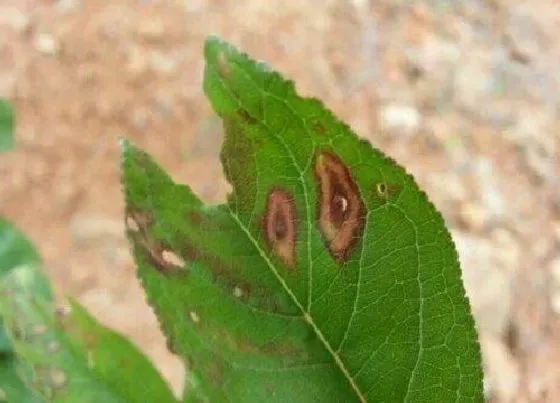 植物虫害|杏树病虫害防治技术与方法措施