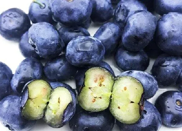 养殖科普|蓝莓好养活吗