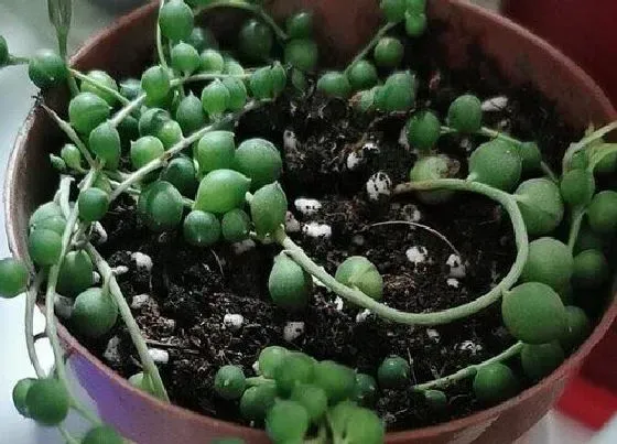 植物虫害|情人泪长虫子怎么办