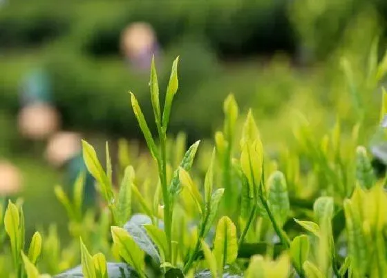 果实成熟|猴魁采摘时间和收获季节