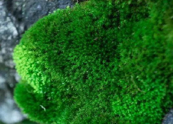 植物百科|青苔是什么植物类别