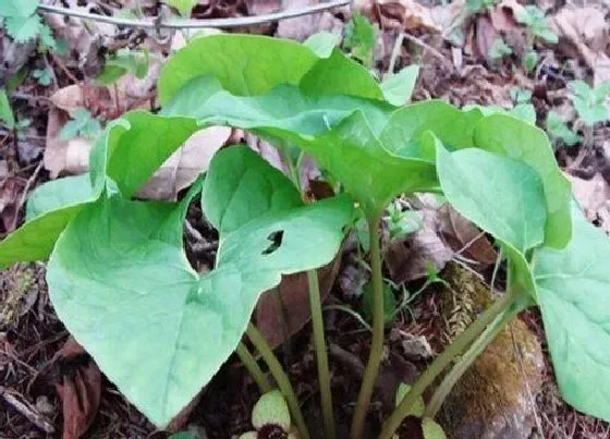 植物排行|马兜铃科植物有哪些