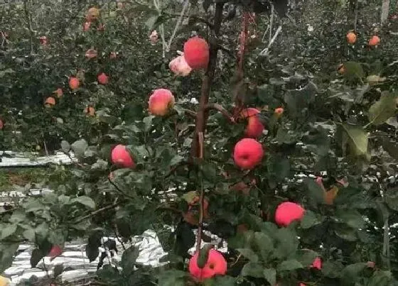 果实科普|蜜脆苹果品种介绍（苹果新品种蜜脆几月份成熟期）