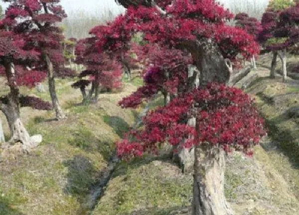 盆景|红继木下山桩怎么养护