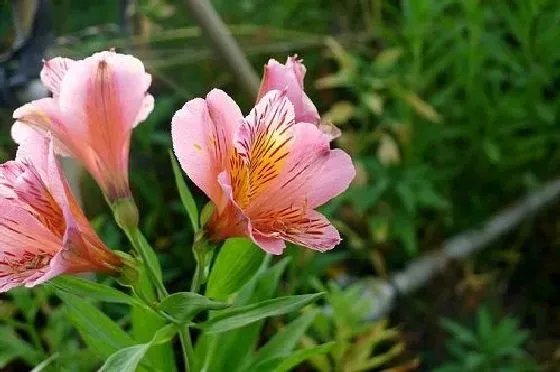 植物香味|水仙百合有香味吗 香味是什么味道的