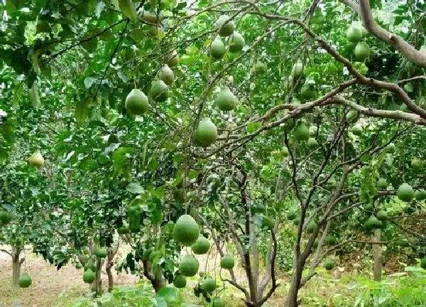 植物移栽|柚子树什么时候移栽好