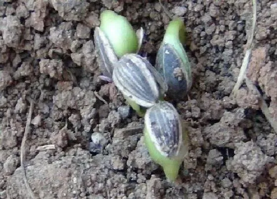 植物育苗|葵花几天出苗 播种到发芽出苗时间