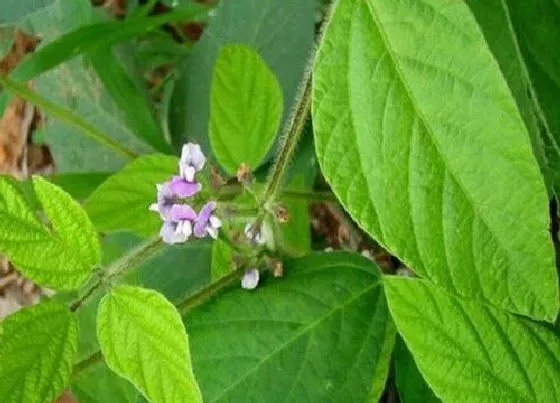 植物播种|黄豆什么时候播种最好 播种时间与方法