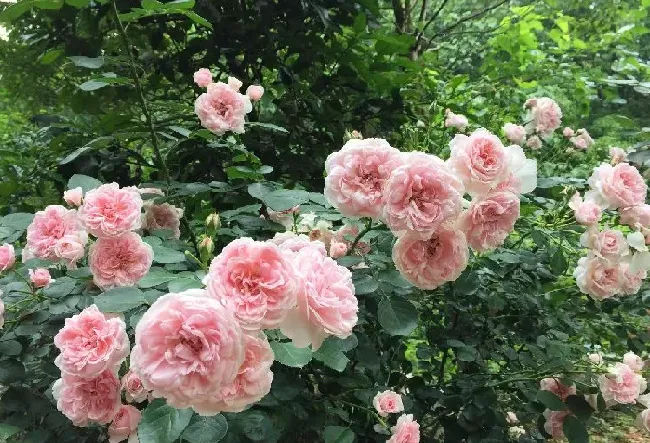 植物百科|灰姑娘月季的优缺点（藤本月季灰姑娘耐晒少刺香味浓）