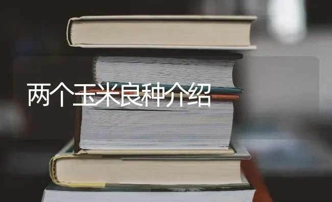 两个玉米良种介绍 | 粮油作物种植