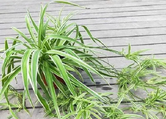 花卉风水|浴室放什么植物风水好