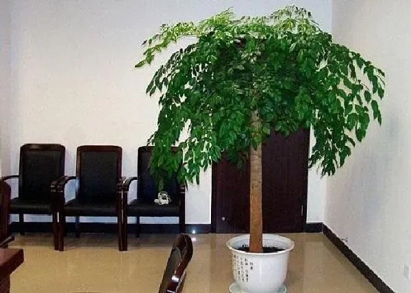 植物移栽|幸福树用深盆还是浅盆好 适合用多深的盆养殖