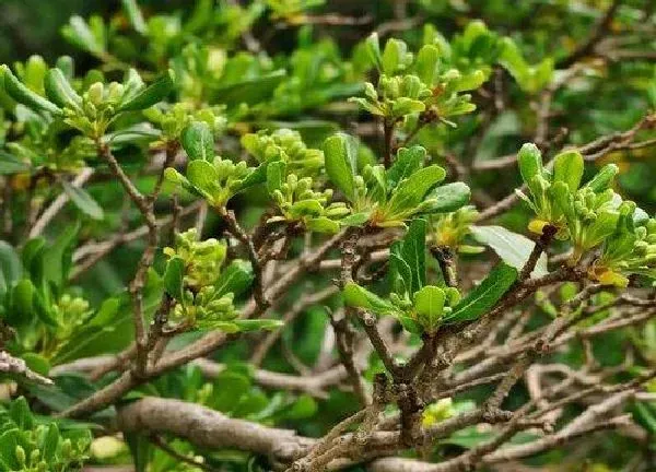 植物浇水|海桐水浇多了怎么办