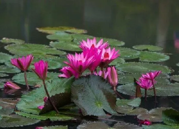 盆景|莲藕盆栽的种植方法 适合什么土壤种植