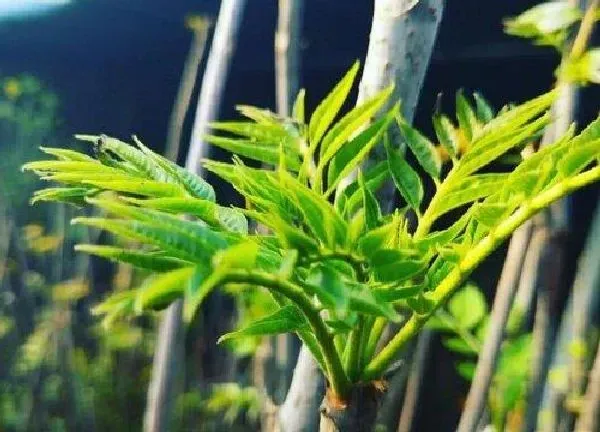 养殖科普|香椿树可以盆栽吗