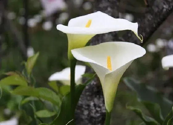 花期|马蹄莲花一年开几次花