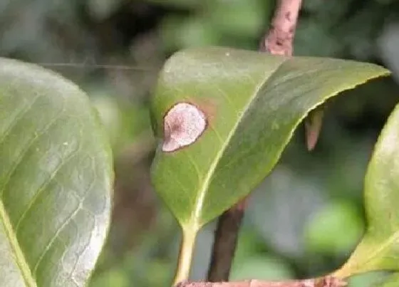 植物虫害|茶花病虫害的防治方法技术与