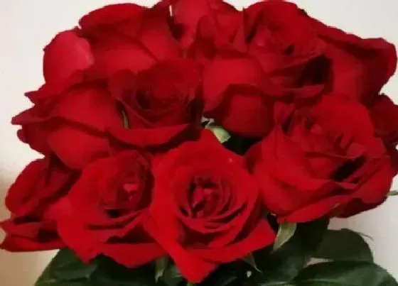 花语|22朵玫瑰花代表什么意思（22支红、白玫瑰花语与含义）