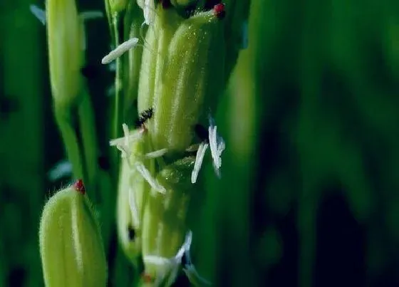 植物百科|水稻会开花吗 开怎么样的花