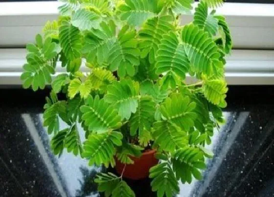 植物百科|含羞草可以淋雨吗
