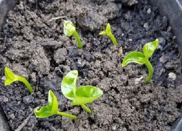 植物发芽|柚子怎么发芽快