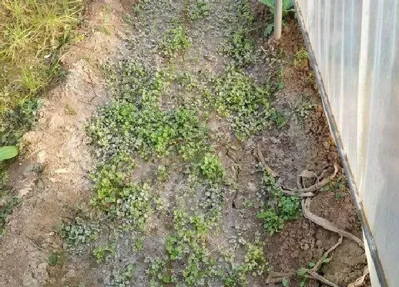 植物育苗|芹菜几天出苗 播种到发芽出苗时间