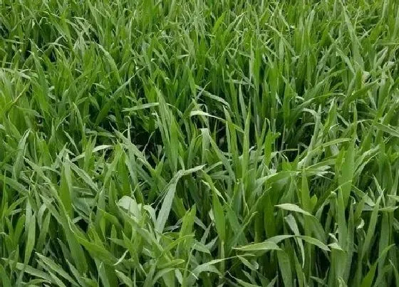 种子|存麦18品种介绍（丰德存麦18小麦产量特征特性简介）