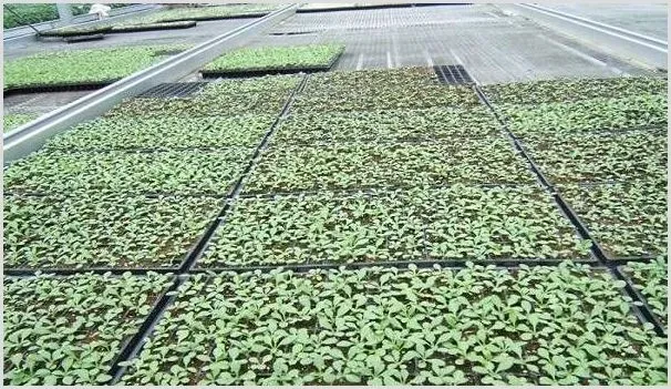 秋大白菜穴盘育苗栽培技术介绍 | 农业技术