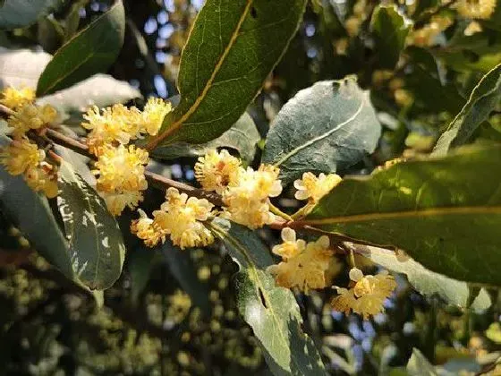 开花时间|月桂树一年开几次花 花期多长时间