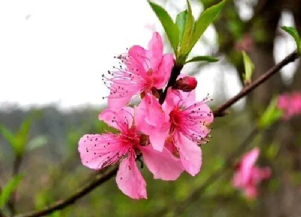 植物浇水|海棠花几天浇一次水 春夏秋冬各不同