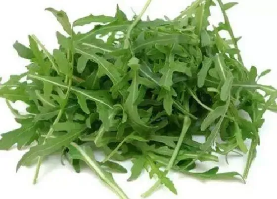 食用科普|芝麻菜可以生吃吗 一般是怎么吃最好