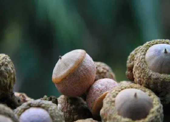 植物播种|壮阳果种子怎么种植