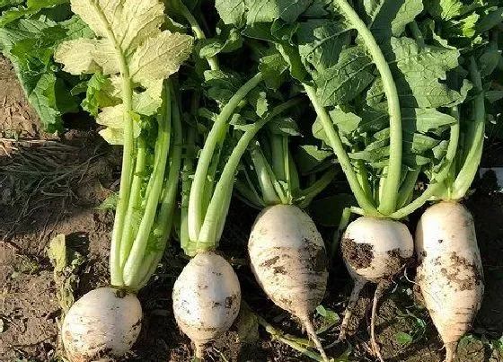 植物繁殖|萝卜怎么繁殖方法和注意事项