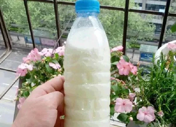 植物浇水|过期的牛奶可以浇花吗 适合浇什么花