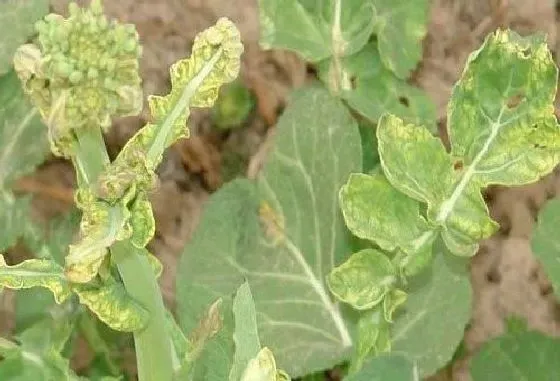 植物病害|油菜病毒病症状与防治方法