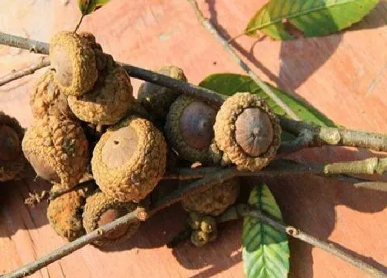植物播种|壮阳果种子怎么种植