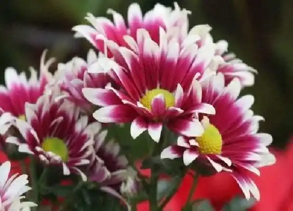 养殖方法|多头菊的养殖方法和注意事项 多头菊怎么养护