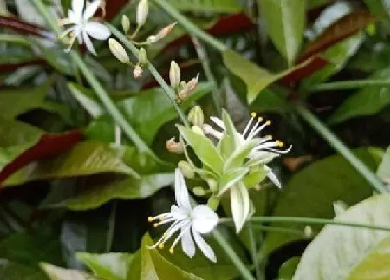 植物百科|金边吊兰会开花吗 开花了好不好